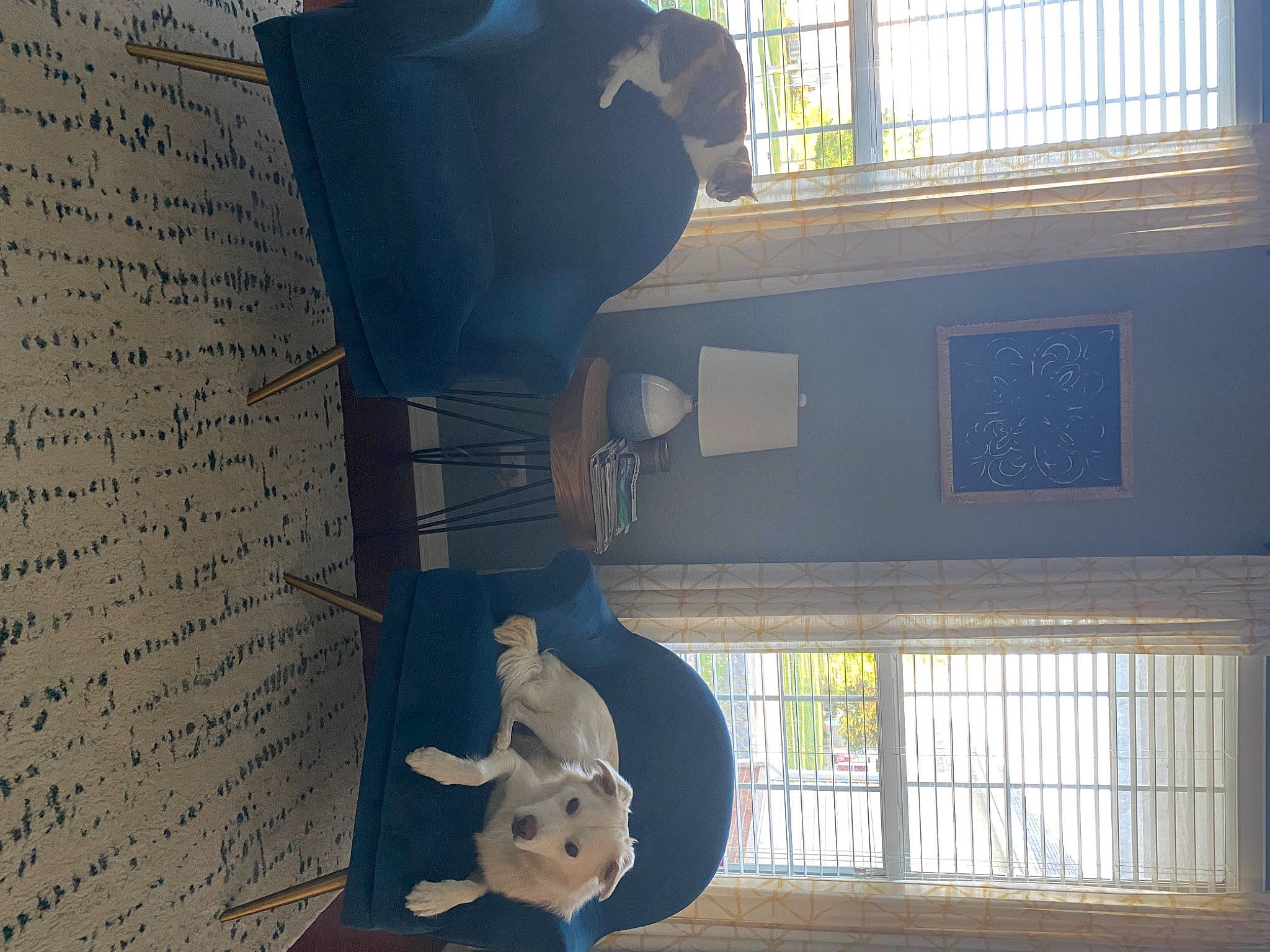 Dakota joined the competition — help win amazing prizes! art, building, flooring, font, guitar, handwriting, house, light, mammal, metal, musical_instrument, room, sculpture, shadow, textile, toy, vertebrate, visual_arts, window, wood