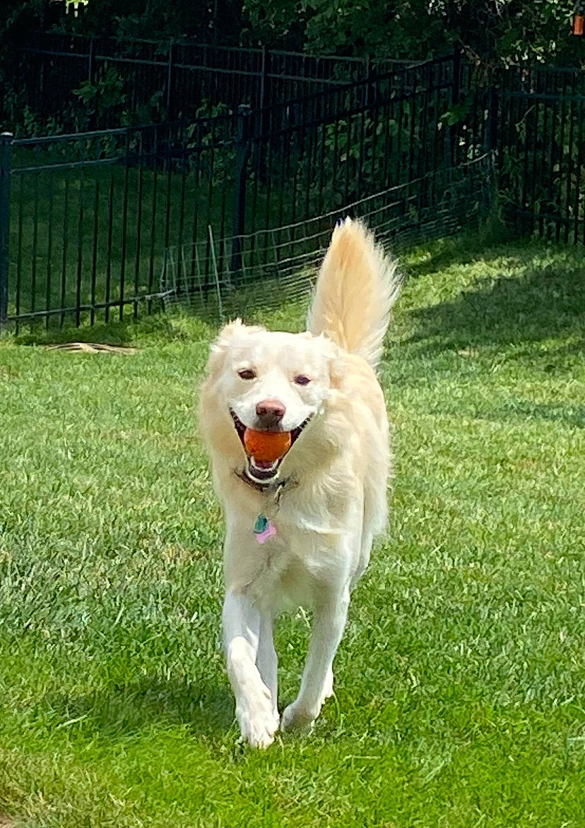 Dakota is registered to the contest to win money with this photo: canidae, carnivore, chair, collar, companion_dog, dog, dog_breed, dog_supply, dog_toy, fence, grass, herding_dog, home_fencing, pet_supply, plant, recreation, sporting_group, tail, tree, working_dog