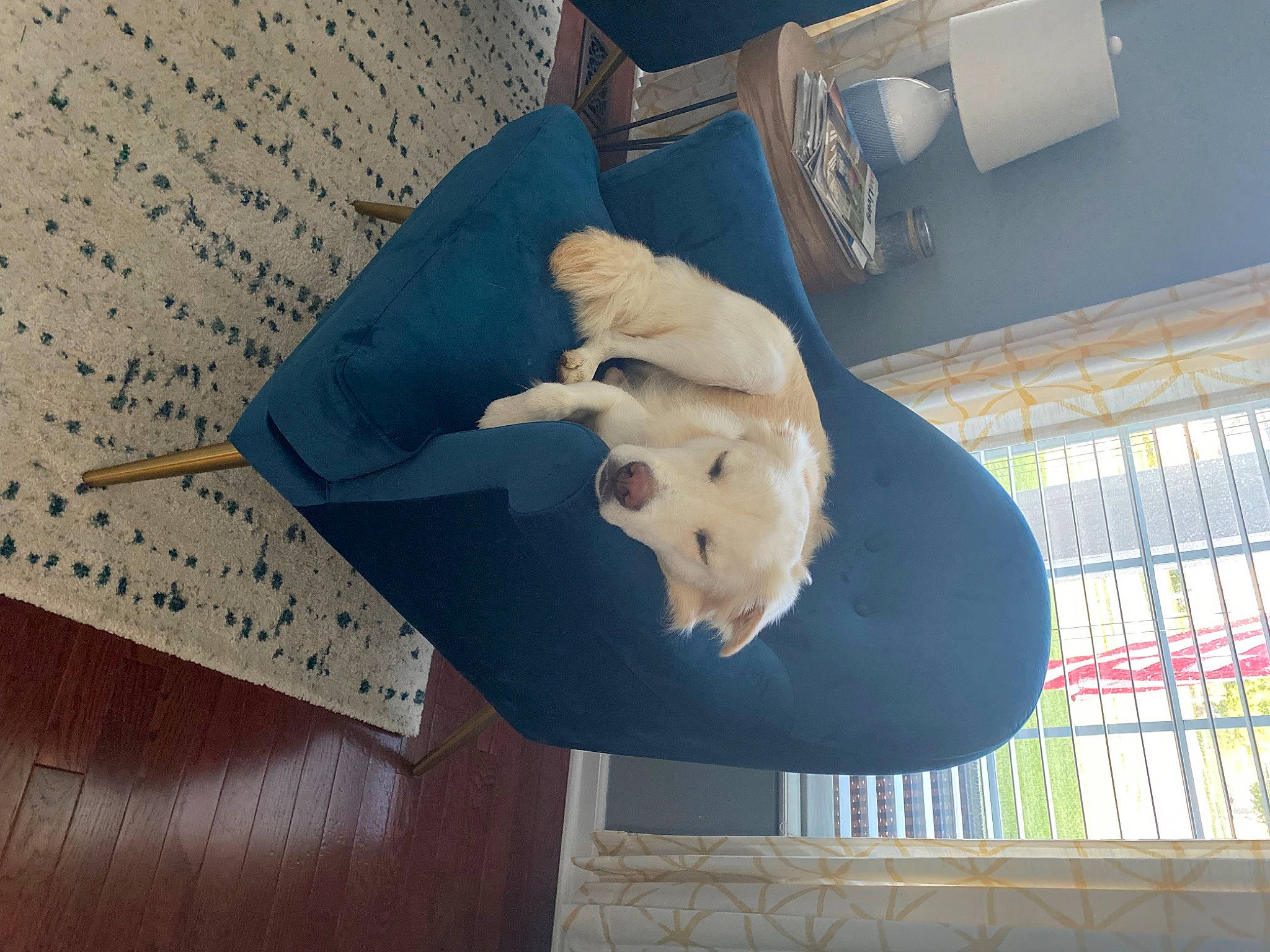 Dakota joined the competition — help win amazing prizes! art, building, canidae, companion_dog, dog, dog_breed, fawn, felidae, flooring, hardwood, paper, paper_towel, pattern, pet_supply, plywood, room, sporting_group, tail, wood, working_animal