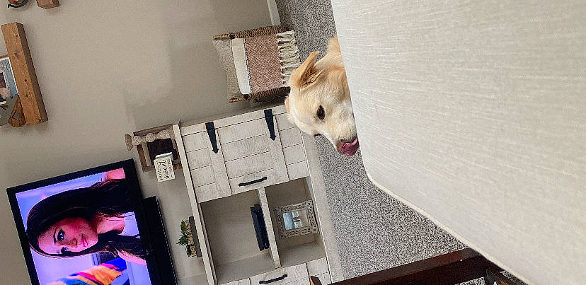 Dakota joined the competition — help win amazing prizes! canidae, companion_dog, dog, dog_breed, felidae, floor, flooring, fur, hardwood, hat, house, machine, non_sporting_group, personal_computer, pet_supply, room, small_to_medium_sized_cats, sporting_group, tile, wood