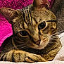 abyssinian, animal, blanket, cat, kitten, manx, pet, purple, quilt, towel