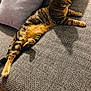 Mini a rejoint le concours — aidez-le/la à gagner de superbes lots ! animal, architecture, building, cat, clothing, couch, cushion, furniture, homedecor, indoors, interiordesign, kitten, livingroom, manx, pants, person, pet, pillow, room, sleeping
