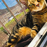 Mini participe au concours pour gagner de l'argent avec cette photo : abyssinian, accessories, animal, cat, couch, curtain, den, egyptiancat, fence, formalwear, furniture, homedecor, indoors, kitten, manx, person, pet, sleeping, window, windowshade