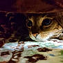abyssinian, animal, blanket, cat, kitten, manx, ocelot, pet, quilt