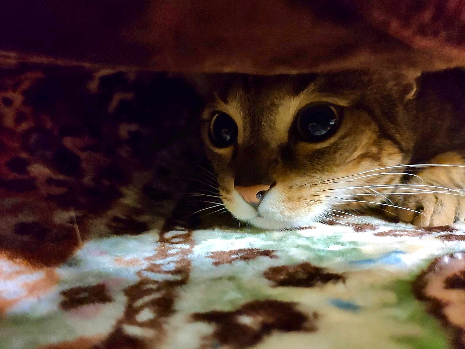 Mini participe au concours pour gagner de l'argent avec cette photo : abyssinian, animal, blanket, cat, kitten, manx, ocelot, pet, quilt