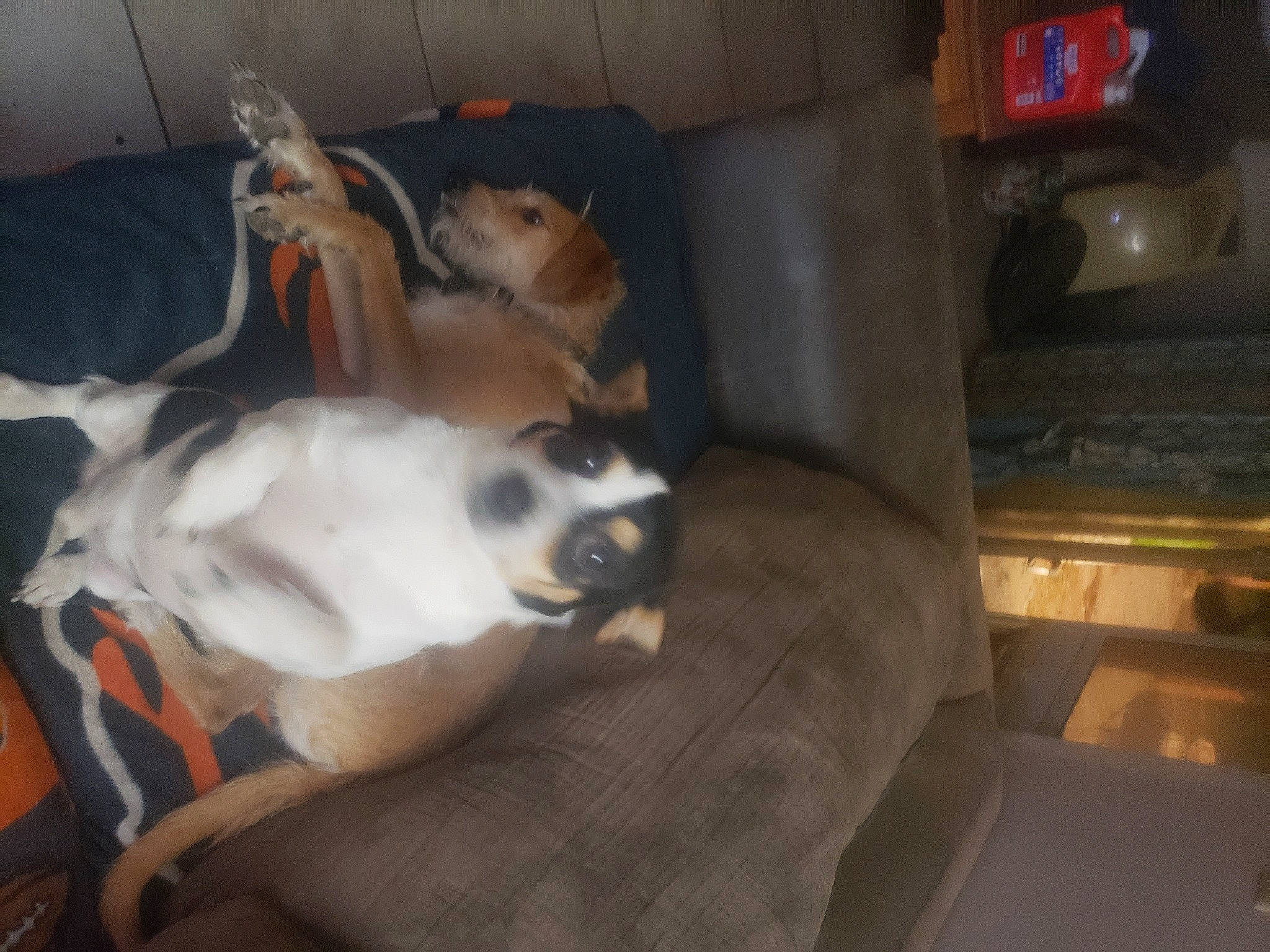 Buddy is registered to the contest to win money with this photo: balinese, canidae, carnivore, cat, comfort, companion_dog, dog_breed, fawn, felidae, fur, hardwood, nap, paw, sleep, small_to_medium_sized_cats, snout, sporting_group, tail, toy_dog, whiskers