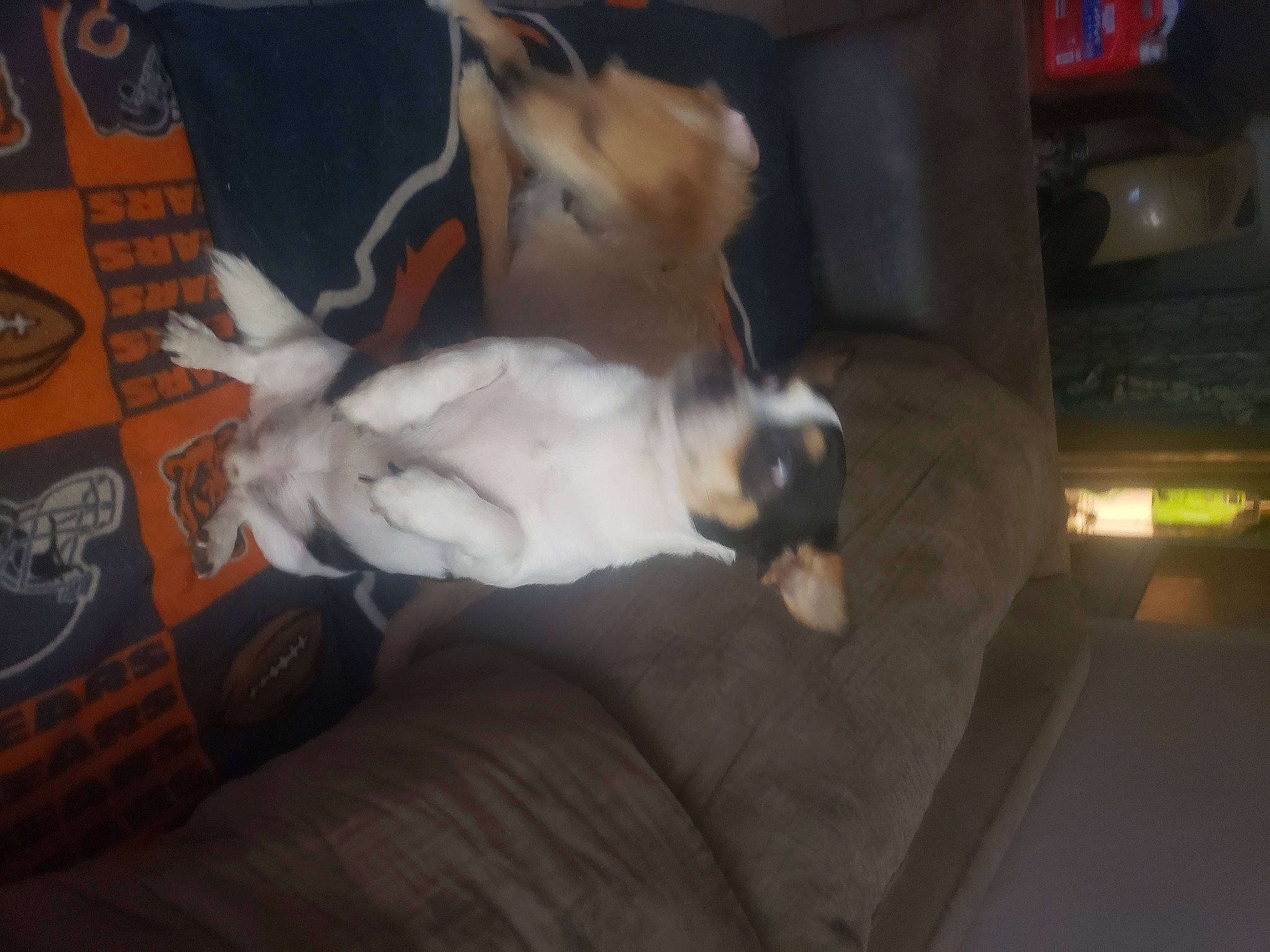 Buddy joined the competition — help win amazing prizes! balinese, birman, carnivore, cat, comfort, companion_dog, dog_breed, domestic_short_haired_cat, felidae, flooring, fur, hardwood, paw, siamese, small_to_medium_sized_cats, tail, thai, toy_dog, whiskers, wood