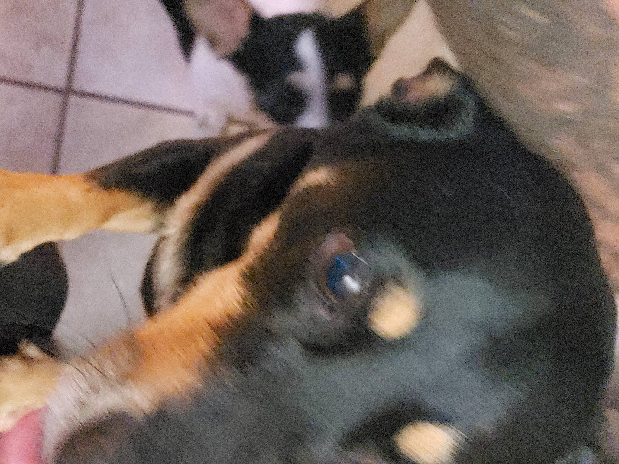 Princess is registered to the contest to win money with this photo: canidae, carnivore, claw, comfort, companion_dog, dog, dog_breed, ear, fawn, felidae, fur, paw, small_to_medium_sized_cats, snout, sporting_group, tail, terrestrial_animal, toy_dog, whiskers, working_animal