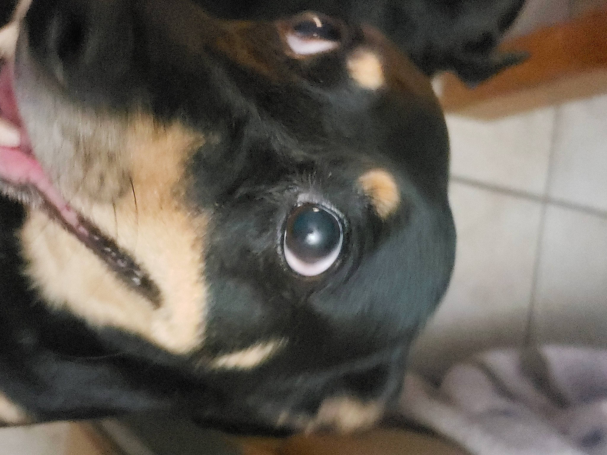 Princess joined the competition — help win amazing prizes! canidae, carnivore, chihuahua, collar, companion_dog, dog, dog_breed, ear, fawn, fur, guard_dog, paw, russkiy_toy, snout, sporting_group, terrestrial_animal, toy_dog, whiskers, working_animal, working_dog