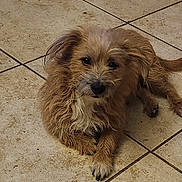 Loki is registered to the contest to win money with this photo: adorable, animal, brown_fur, canine, companion, cute, dog, domestic_animal, fur, furry, indoor, laying_down, looking_up, paws, pet, relaxed, scruffy, small_dog, tile_floor, whiskers