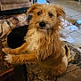 dog, pet, indoor, furry, brown, shaggy, curious, sitting, paw, wood, blanket, floor, tile, bowl, cozy, cute, animal, companion, home, mammal