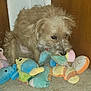 dog, plush_toy, indoor, floor, brown_door, chewing, pet, fur, animal, toy, colorful, corner, naughty, playful, small_dog, stuffed_animal, tan_fur, snout, ears, home