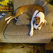 Laveau is registered to the contest to win money with this photo: armchair, blanket, brown, carpet, collar, comfortable, cozy, cushion, dog, domestic, floor, furniture, home, indoors, pattern, pet, relaxed, resting, sleeping, white