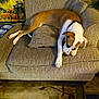 armchair, blanket, brown, carpet, collar, comfortable, cozy, cushion, dog, domestic, floor, furniture, home, indoors, pattern, pet, relaxed, resting, sleeping, white