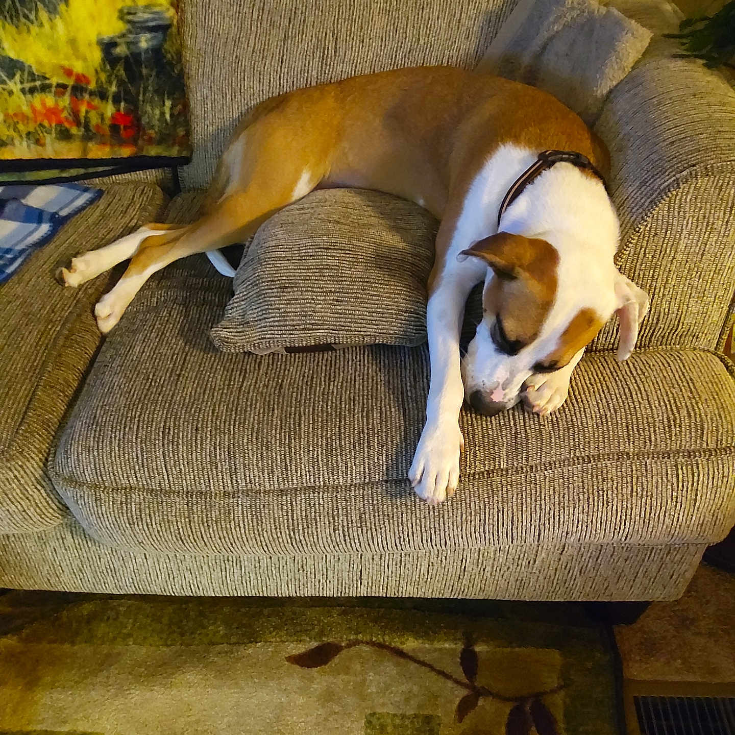 Laveau is registered to the contest to win money with this photo: armchair, blanket, brown, carpet, collar, comfortable, cozy, cushion, dog, domestic, floor, furniture, home, indoors, pattern, pet, relaxed, resting, sleeping, white