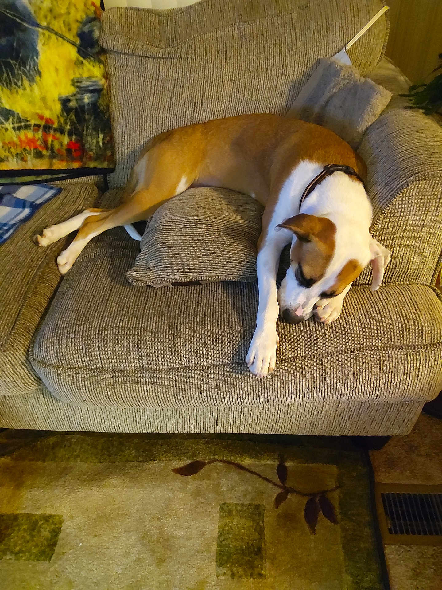 Laveau is registered to the contest to win money with this photo: armchair, blanket, brown, carpet, collar, comfortable, cozy, cushion, dog, domestic, floor, furniture, home, indoors, pattern, pet, relaxed, resting, sleeping, white