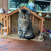 Kitt Katt joined the competition — help win amazing prizes! cat, tabby_cat, wooden_house, miniature_house, gnome, figurine, wooden_table, indoor, window, decor, pet, animal, green_eyes, sitting, feline, fur, whiskers, cozy, rustic, background