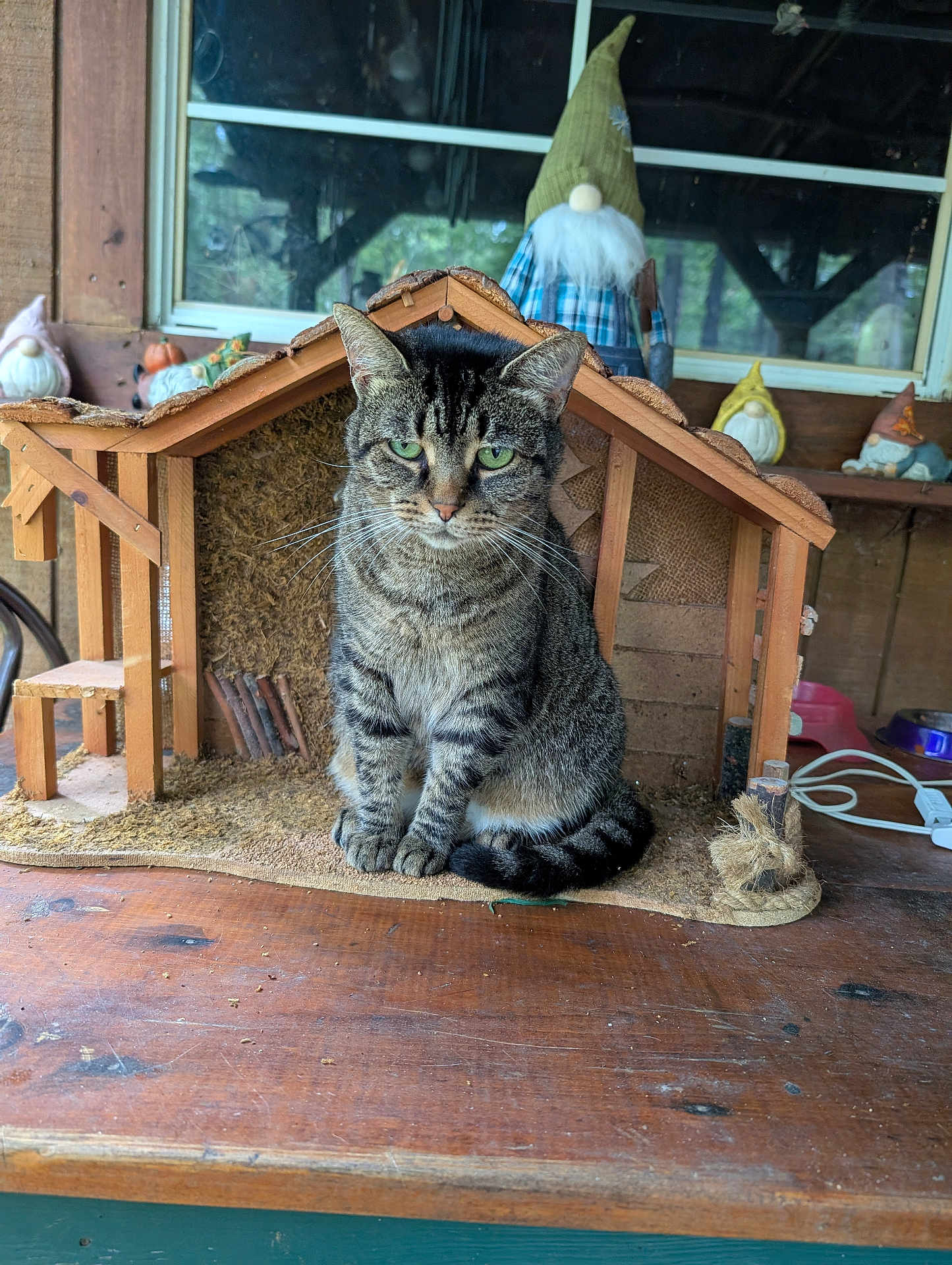 Kitt Katt joined the competition — help win amazing prizes! cat, tabby_cat, wooden_house, miniature_house, gnome, figurine, wooden_table, indoor, window, decor, pet, animal, green_eyes, sitting, feline, fur, whiskers, cozy, rustic, background
