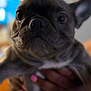 Chanel joined the competition — help win amazing prizes! dog, french_bulldog, pet, close_up, animal, face, wrinkles, ears, eyes, snout, hand, pink_nail_polish, holding, indoor, blurred_background, cute, mammal, companion, domestic_animal, portrait