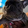 dog, french_bulldog, pet, close_up, animal, face, wrinkles, ears, eyes, snout, hand, pink_nail_polish, holding, indoor, blurred_background, cute, mammal, companion, domestic_animal, portrait