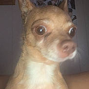 Chiquiz joined the competition — help win amazing prizes! animal, blurred, brown_fur, close_up, cute, dog, ears, expression, face, flash, indoor, looking_away, mammal, pet, portrait, poster, small_dog, wall, white_fur, wide_eyes