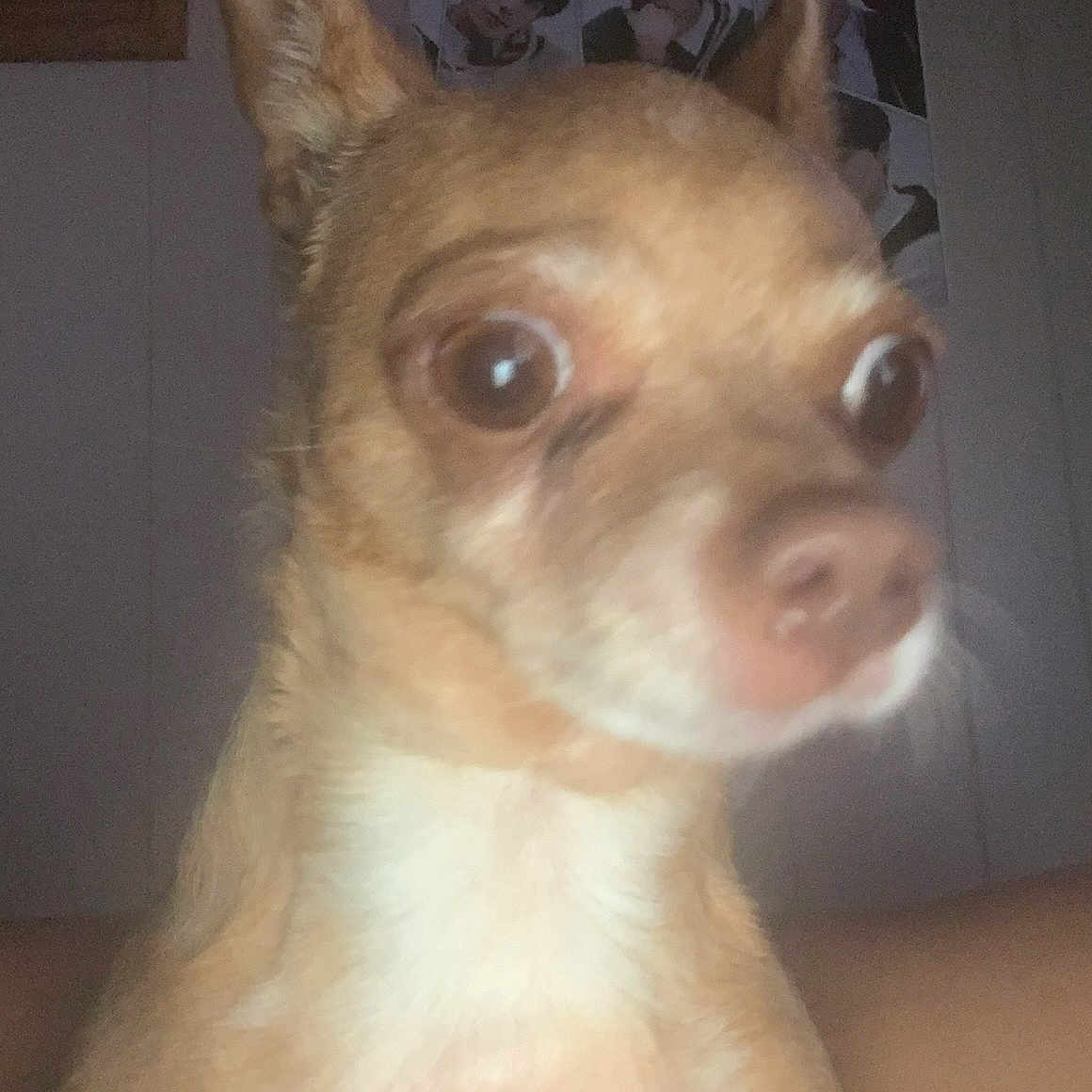 Chiquiz joined the competition — help win amazing prizes! animal, blurred, brown_fur, close_up, cute, dog, ears, expression, face, flash, indoor, looking_away, mammal, pet, portrait, poster, small_dog, wall, white_fur, wide_eyes
