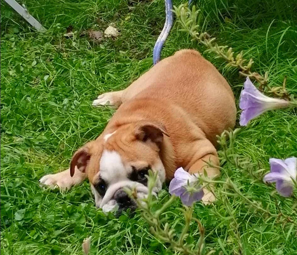 Gaspard a rejoint le concours — aidez-le/la à gagner de superbes lots ! canidae, carnivore, companion_dog, dog, dog_breed, fawn, grass, groundcover, hound, liver, plant, sporting_group, terrestrial_animal, working_animal