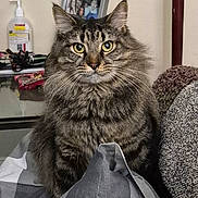 Loki is registered to the contest to win money with this photo: animal, blanket, cat, cozy, curious, feline, fluffy, furniture, gray, hand_sanitizer, household_item, indoor, looking_at_camera, pet, photo_frame, portrait, sitting, striped, tabby, white