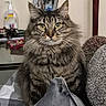 animal, blanket, cat, cozy, curious, feline, fluffy, furniture, gray, hand_sanitizer, household_item, indoor, looking_at_camera, pet, photo_frame, portrait, sitting, striped, tabby, white