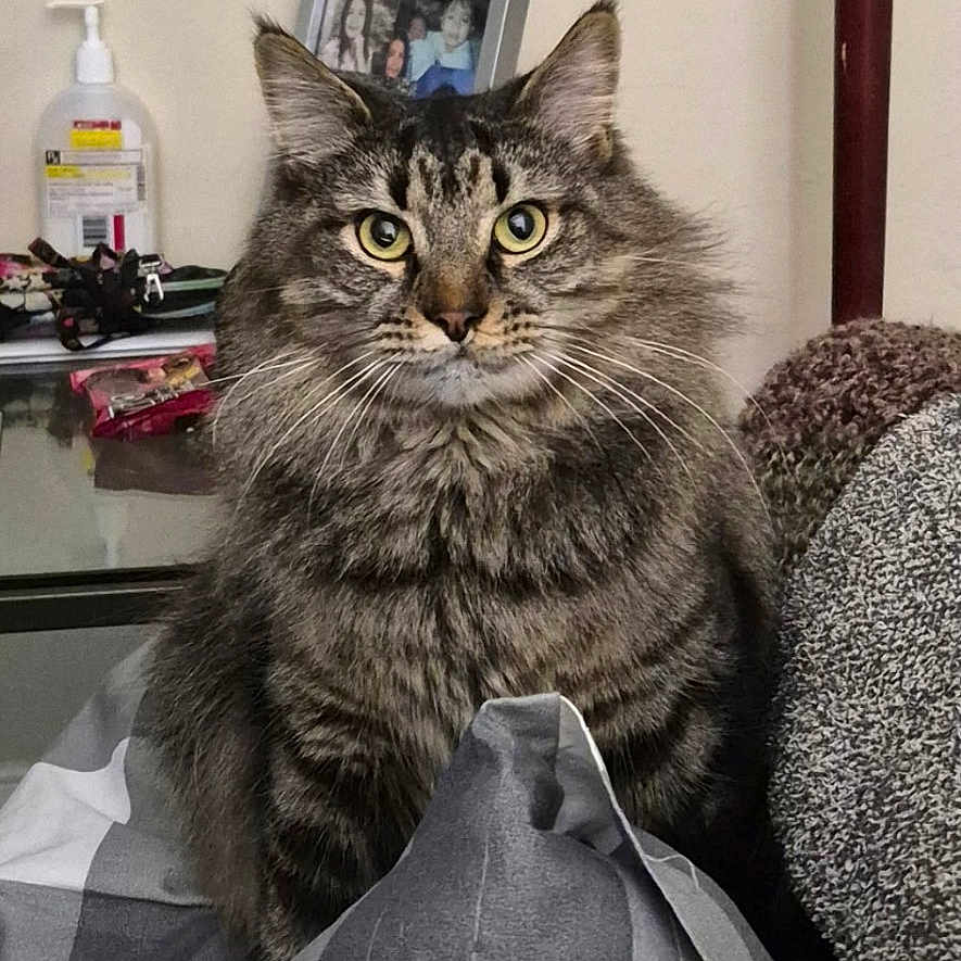 Loki