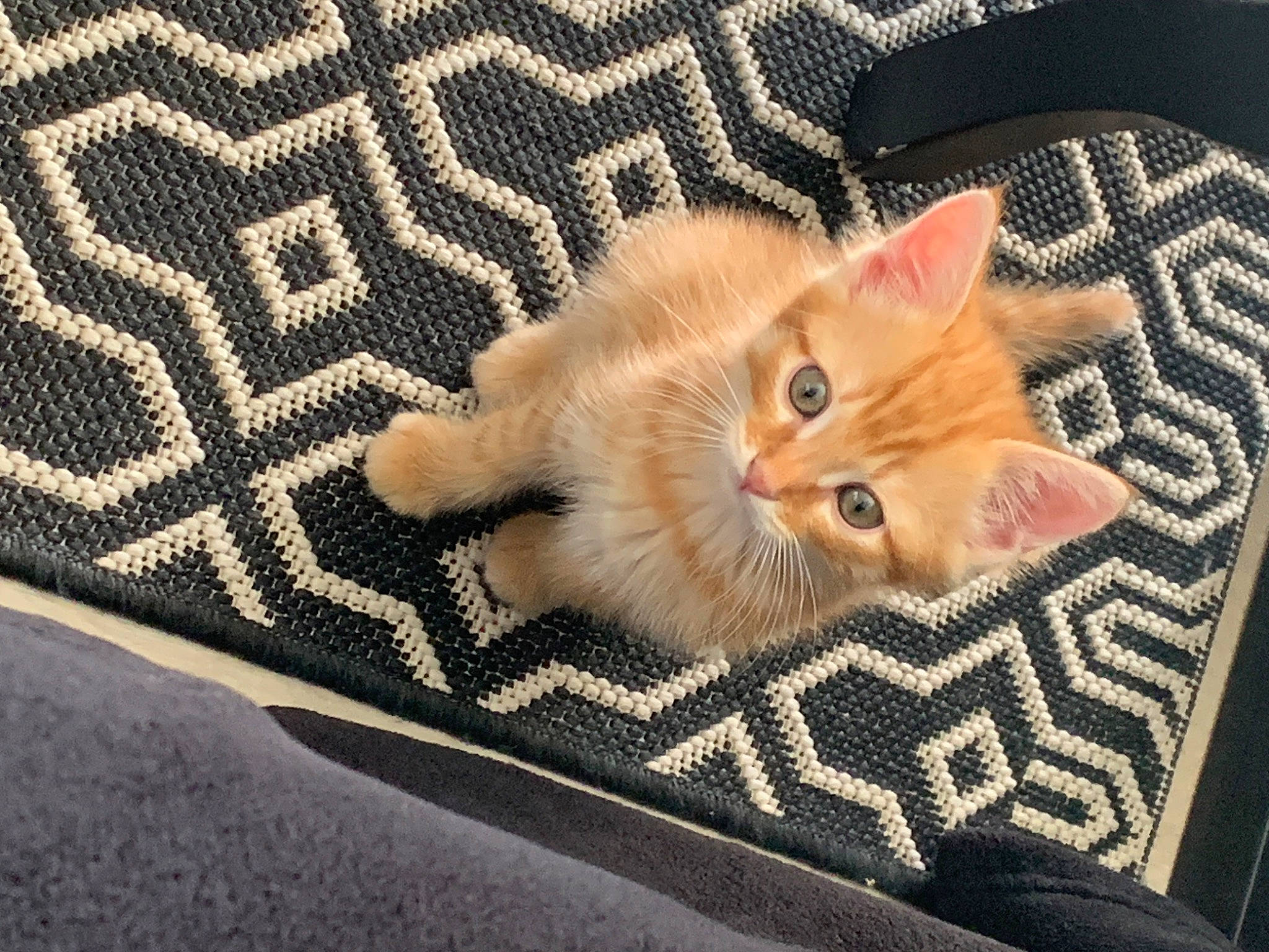 Taz participe au concours pour gagner de l'argent avec cette photo : brown, carnivore, carpet, cat, claw, comfort, domestic_short_haired_cat, fawn, felidae, flooring, fur, hardwood, linens, pattern, paw, room, small_to_medium_sized_cats, tail, whiskers, wood