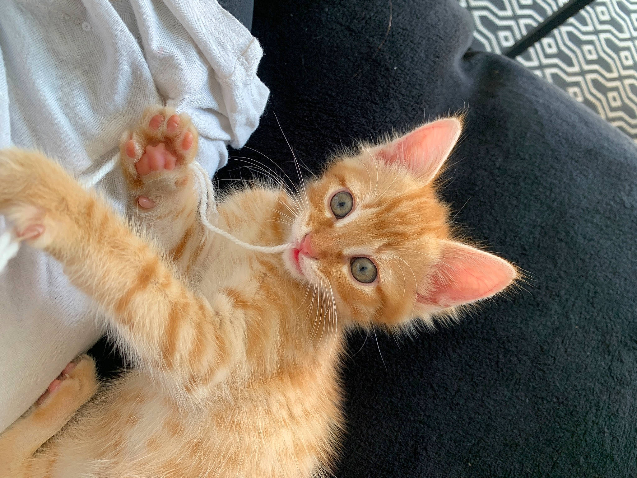 Taz a rejoint le concours — aidez-le/la à gagner de superbes lots ! carnivore, cat, claw, comfort, domestic_short_haired_cat, ear, fawn, felidae, foot, fur, gesture, nail, paw, photo_caption, small_to_medium_sized_cats, snout, tail, whiskers