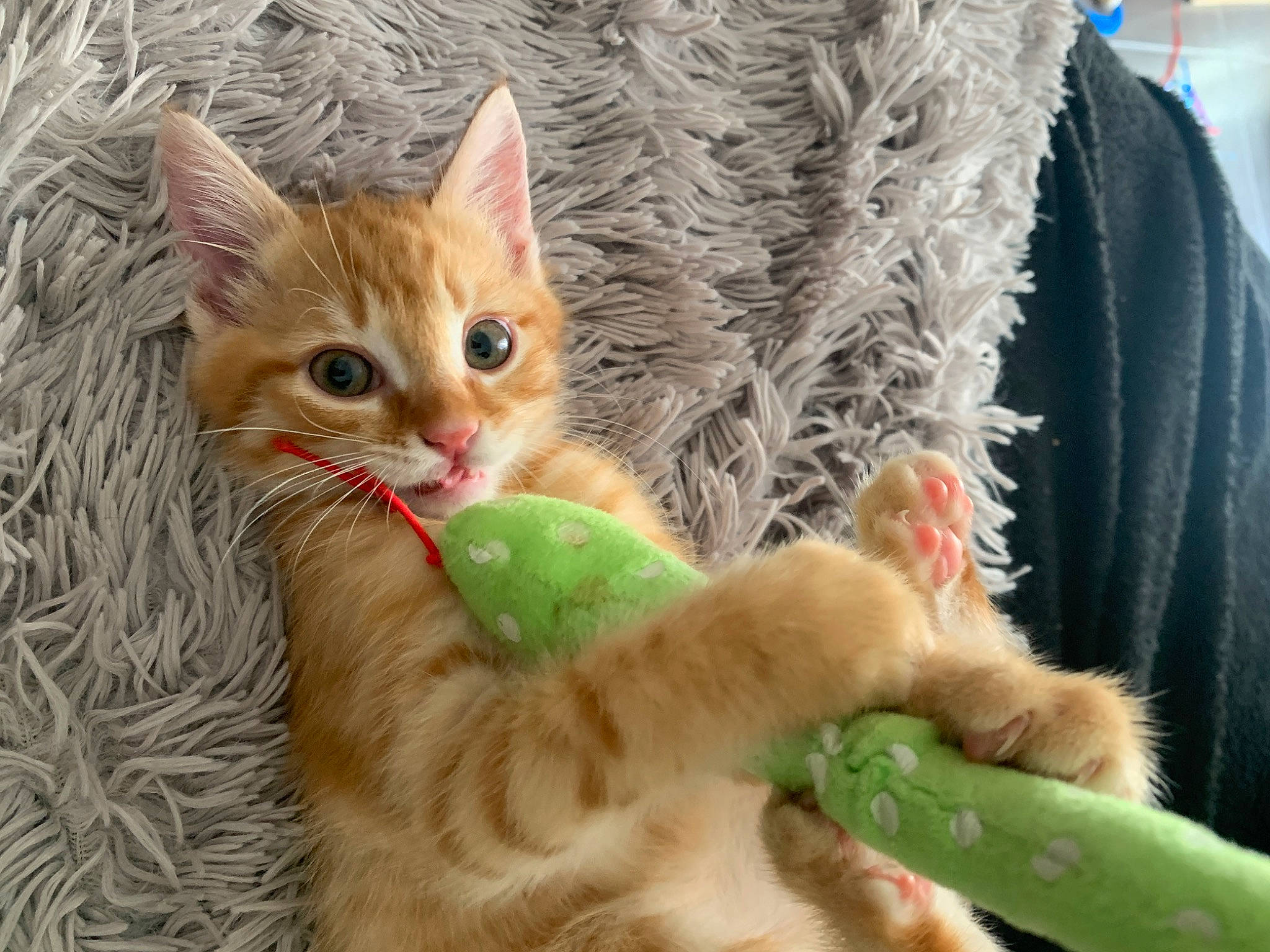 Taz a rejoint le concours — aidez-le/la à gagner de superbes lots ! carnivore, cat, cat_toy, claw, domestic_short_haired_cat, fawn, felidae, fur, paw, small_to_medium_sized_cats, snout, tail, toy, whiskers