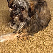 Toby joined the competition — help win amazing prizes! animal, black, brown, canine, companion, cute, dog, domestic, floor, fluffy, fur, indoor, looking, lying_down, pet, portrait, relaxed, side_eye, small_dog, white