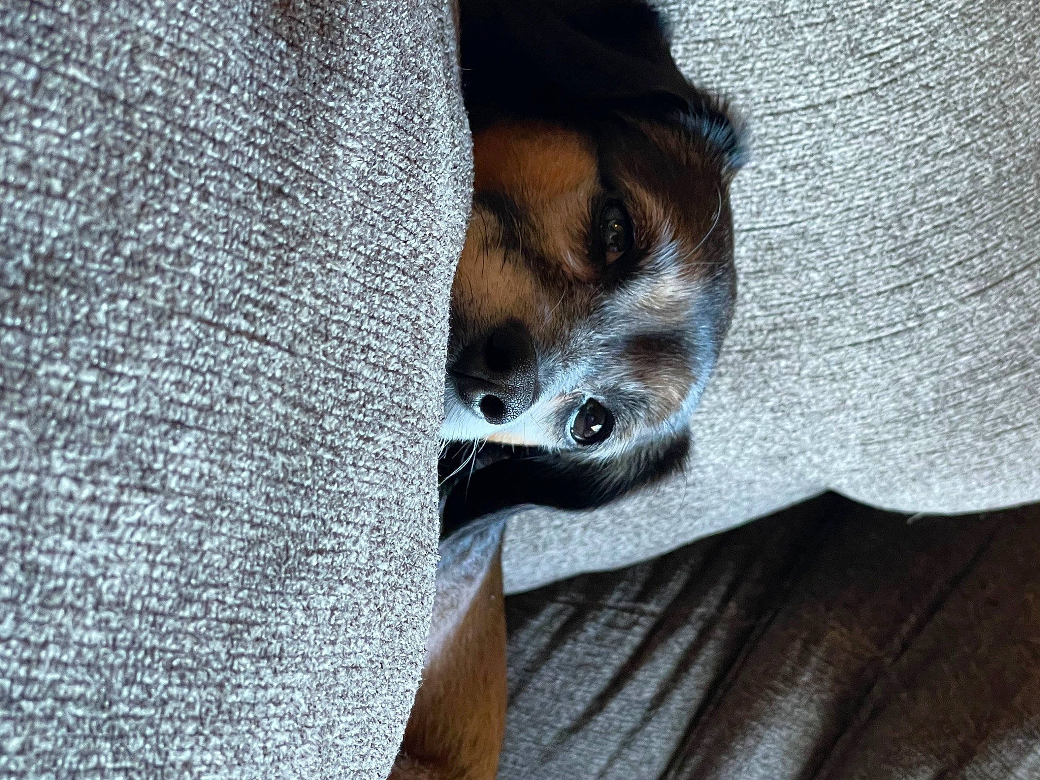 Mr. T is registered to the contest to win money with this photo: canidae, carnivore, close_up, comfort, companion_dog, denim, dog, dog_breed, electric_blue, fawn, fur, grey, linens, pattern, sleeve, sporting_group, terrestrial_animal, whiskers, wood, woven_fabric