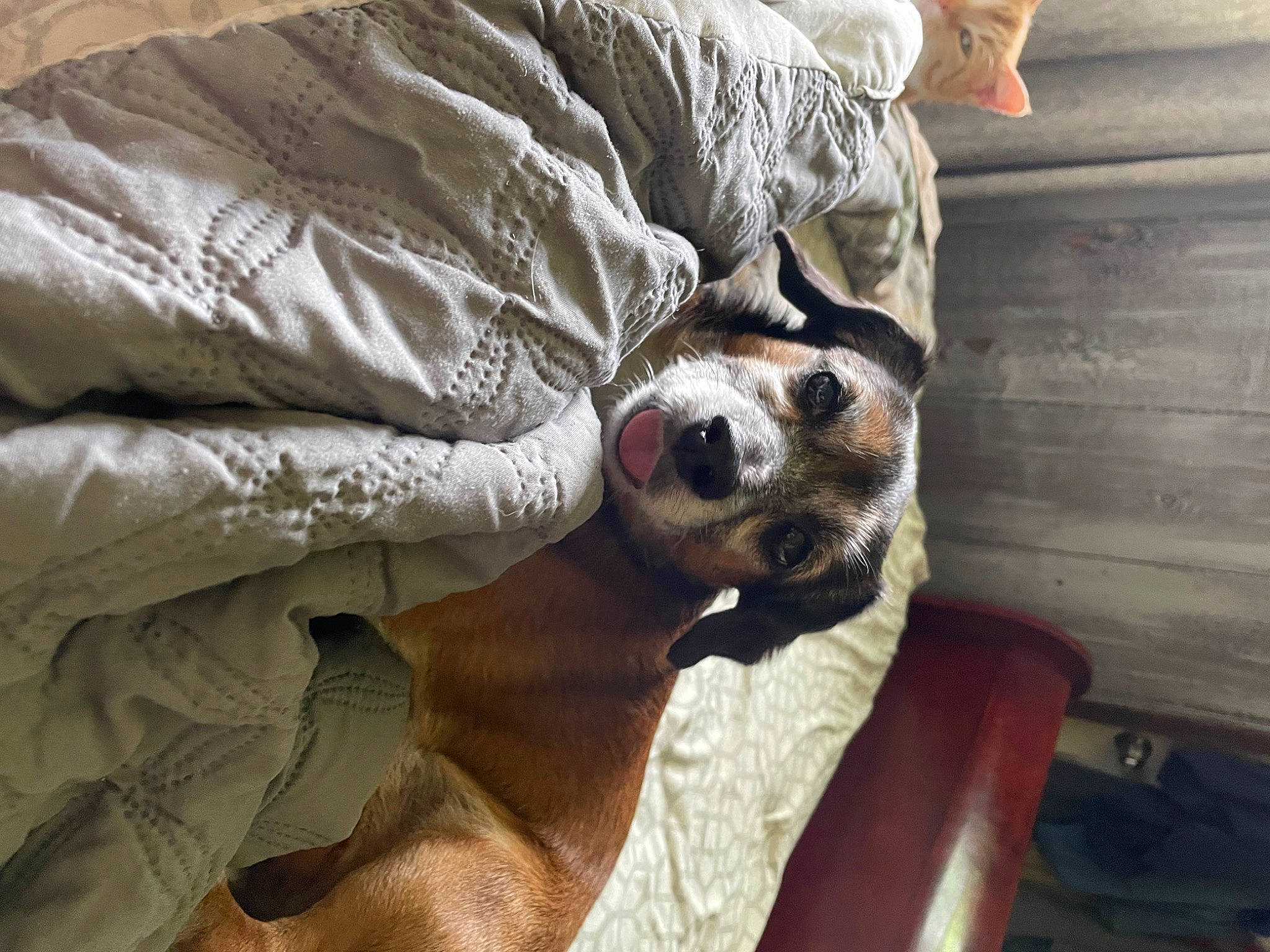 Mr. T joined the competition — help win amazing prizes! canidae, carnivore, comfort, companion_dog, couch, dog, dog_breed, eyewear, fawn, fur, linens, nap, non_sporting_group, paw, sleep, snout, sporting_group, toy_dog, whiskers, working_animal