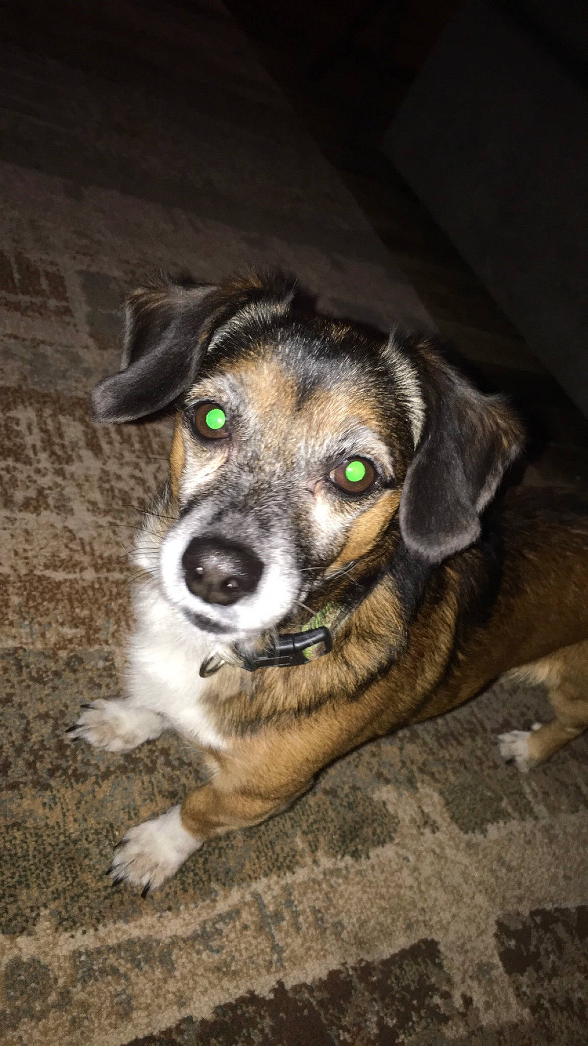 Mr. T is registered to the contest to win money with this photo: canidae, carnivore, companion_dog, dog, dog_breed, fur, snout, street_dog, terrestrial_animal, whiskers, working_animal, working_dog