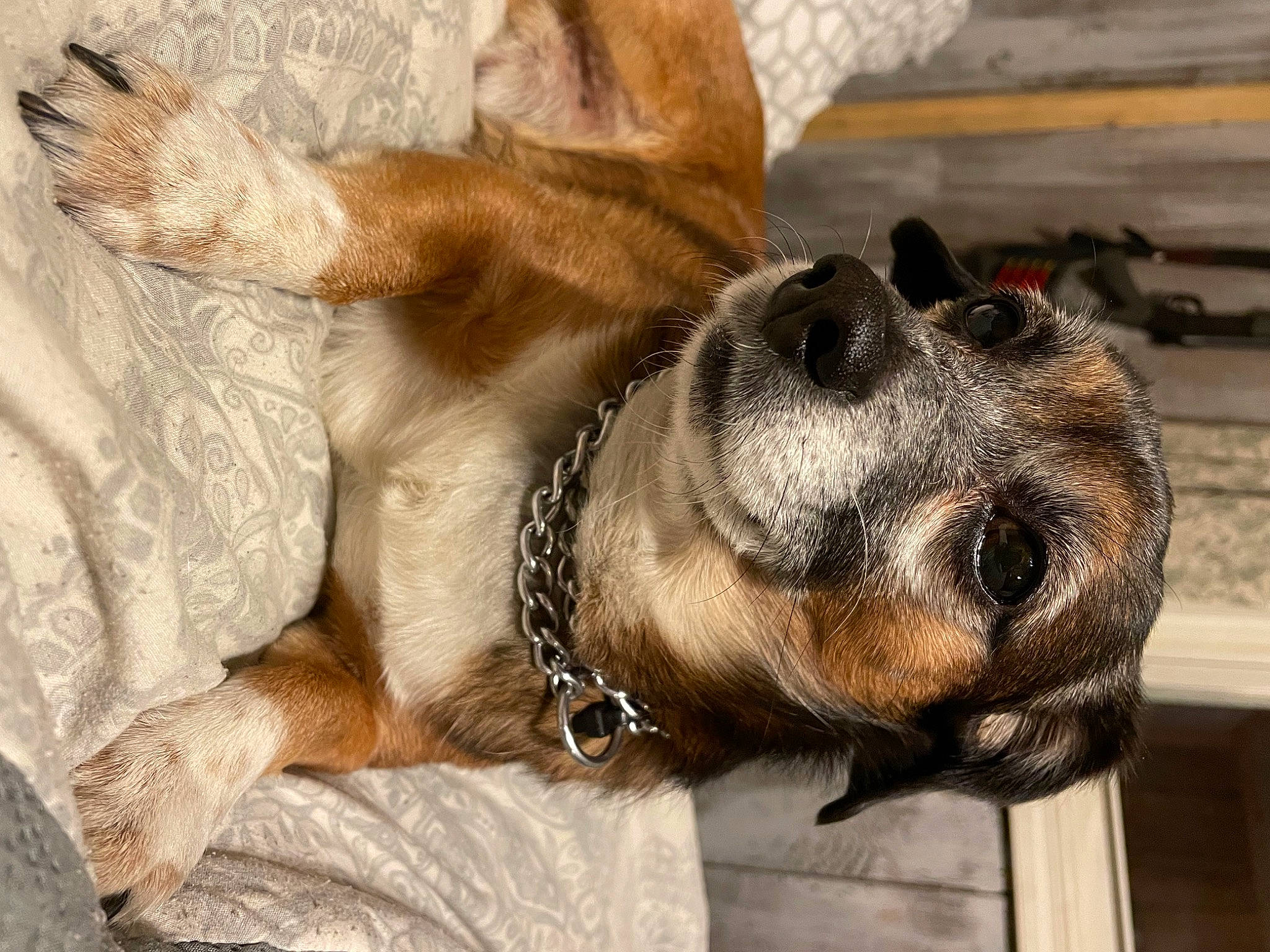 Mr. T joined the competition — help win amazing prizes! carnivore, claw, collar, comfort, companion_dog, dog, dog_breed, dog_collar, dog_supply, ear, fawn, fur, leash, liver, paw, pet_supply, snout, terrestrial_animal, whiskers, working_animal