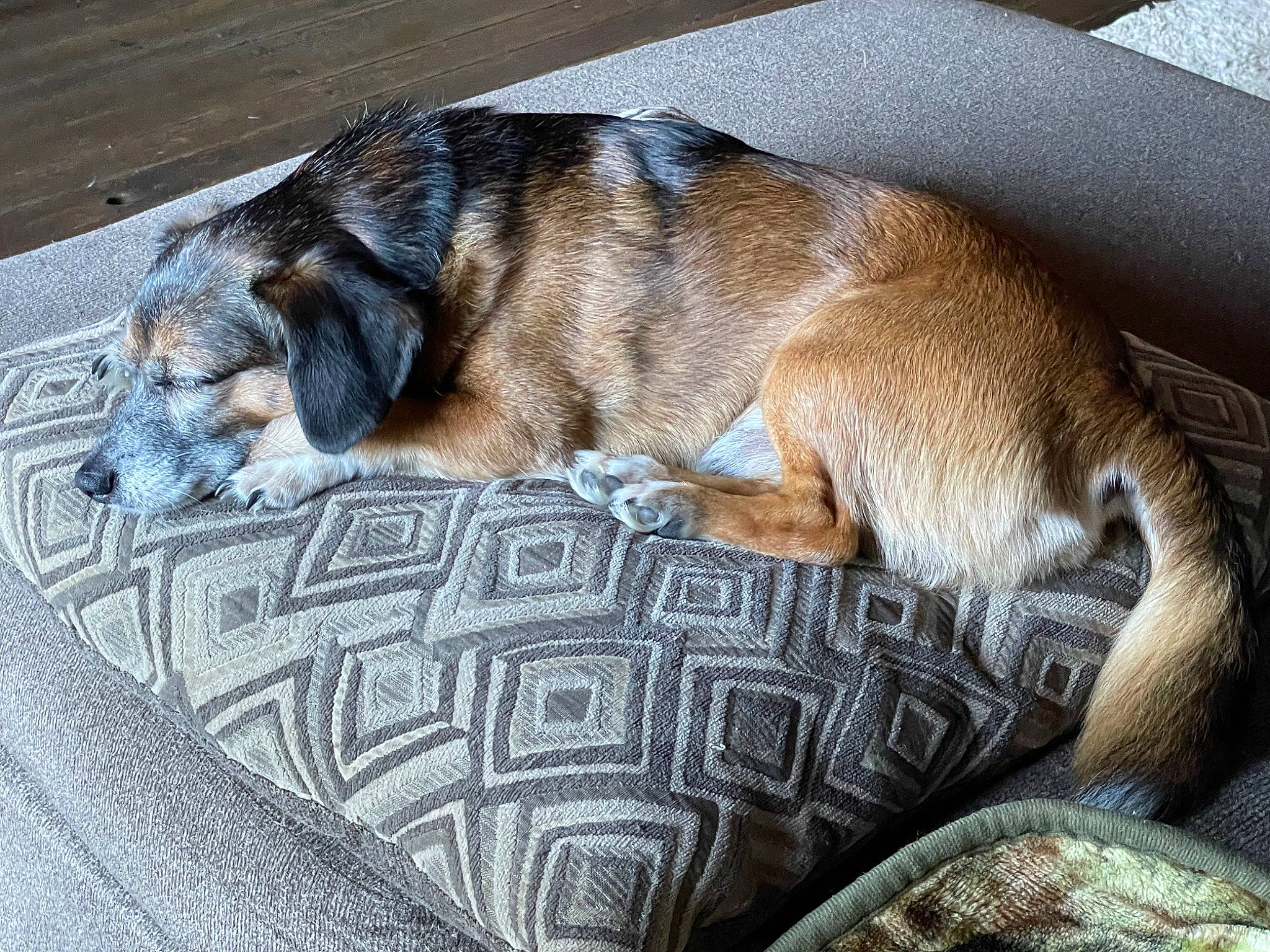 Mr. T joined the competition — help win amazing prizes! canidae, carnivore, comfort, companion_dog, dog, dog_bed, dog_breed, fawn, flooring, fur, linens, nap, pet_supply, sleep, sporting_group, tail, terrestrial_animal