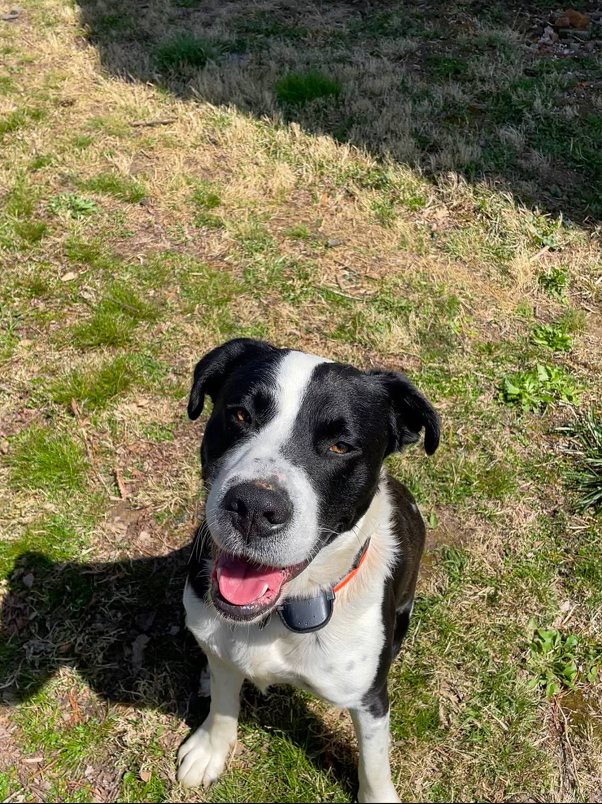 Gideon is registered to the contest to win money with this photo: carnivore, collar, companion_dog, dog, dog_breed, dog_collar, grass, plant, soil, sporting_group, whiskers, working_animal, working_dog