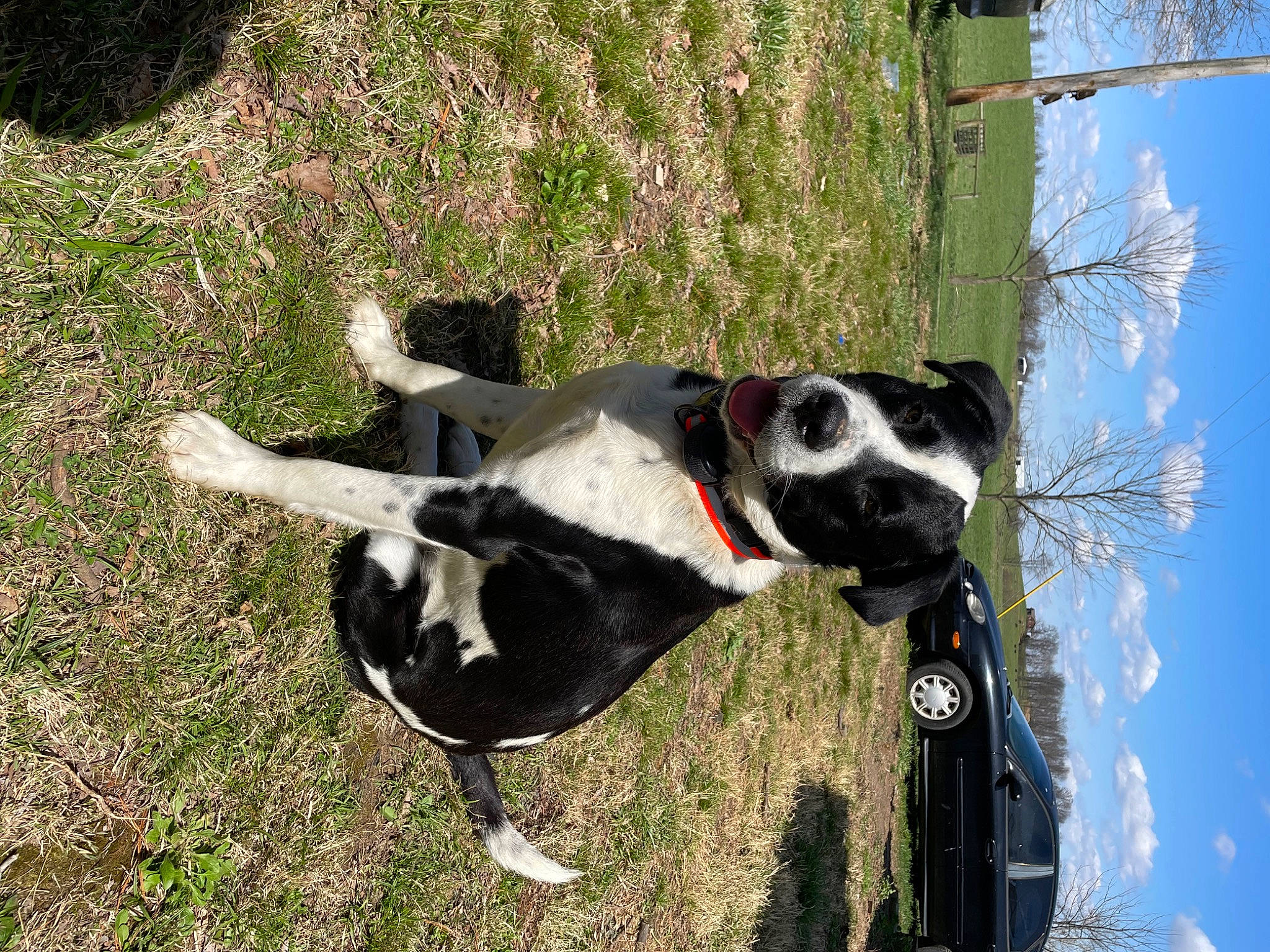 Gideon joined the competition — help win amazing prizes! canidae, carnivore, cloud, collar, companion_dog, dog, dog_breed, dog_collar, dog_supply, fawn, grass, gun_dog, leash, pet_supply, plant, sky, tail, tree, working_animal, working_dog