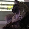 Mon Amour a rejoint le concours — aidez-le/la à gagner de superbes lots ! cat, black_cat, longhaired_cat, fluffy, feline, profile, sitting, indoors, window, blinds, backlit, dramatic_lighting, cushion, furniture, portrait, side_view, dark_fur, whiskers, pointed_ears, relaxed