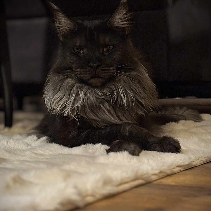 Mon Amour a rejoint le concours — aidez-le/la à gagner de superbes lots ! cat, maine_coon, long_hair, ear_tufts, whiskers, furry, black_cat, lying_down, indoor, rug, fluffy, wooden_floor, furniture, dark, portrait, pet, animal, dramatic_lighting, cozy, face