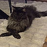 cat, black_cat, fluffy, long_hair, lying_down, rugc, white_rug, indoor, home, floor, wooden_floor, furniture, chair, table, pet, animal, whiskers, ears, green_eyes, portrait