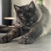 Mon Amour participe au concours pour gagner de l'argent avec cette photo : cat, feline, fluffy, long_hair, dark_fur, gray_fur, yellow_eyes, whiskers, ears, paws, lying_down, sitting, indoor, home, table, plant, portrait, close_up, soft_lighting, relaxed