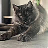cat, feline, fluffy, long_hair, dark_fur, gray_fur, yellow_eyes, whiskers, ears, paws, lying_down, sitting, indoor, home, table, plant, portrait, close_up, soft_lighting, relaxed