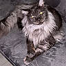 Mon Amour participe au concours pour gagner de l'argent avec cette photo : cat, maine_coon, fluffy, longhaired, gray_fur, white_chest, yellow_eyes, ear_tufts, whiskers, pet, feline, portrait, sitting, lounging, cushion, sofa, indoors, close_up, dramatic_lighting, relaxed
