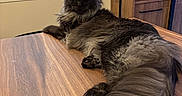 Mon Amour participe au concours pour gagner de l'argent avec cette photo : cat, long_hair, fluffy, maine_coon, black_cat, gray_fur, pet, animal, indoors, table, wooden_table, home, kitchen, window, cabinet, tail, whiskers, pointed_ears, lounging, portrait