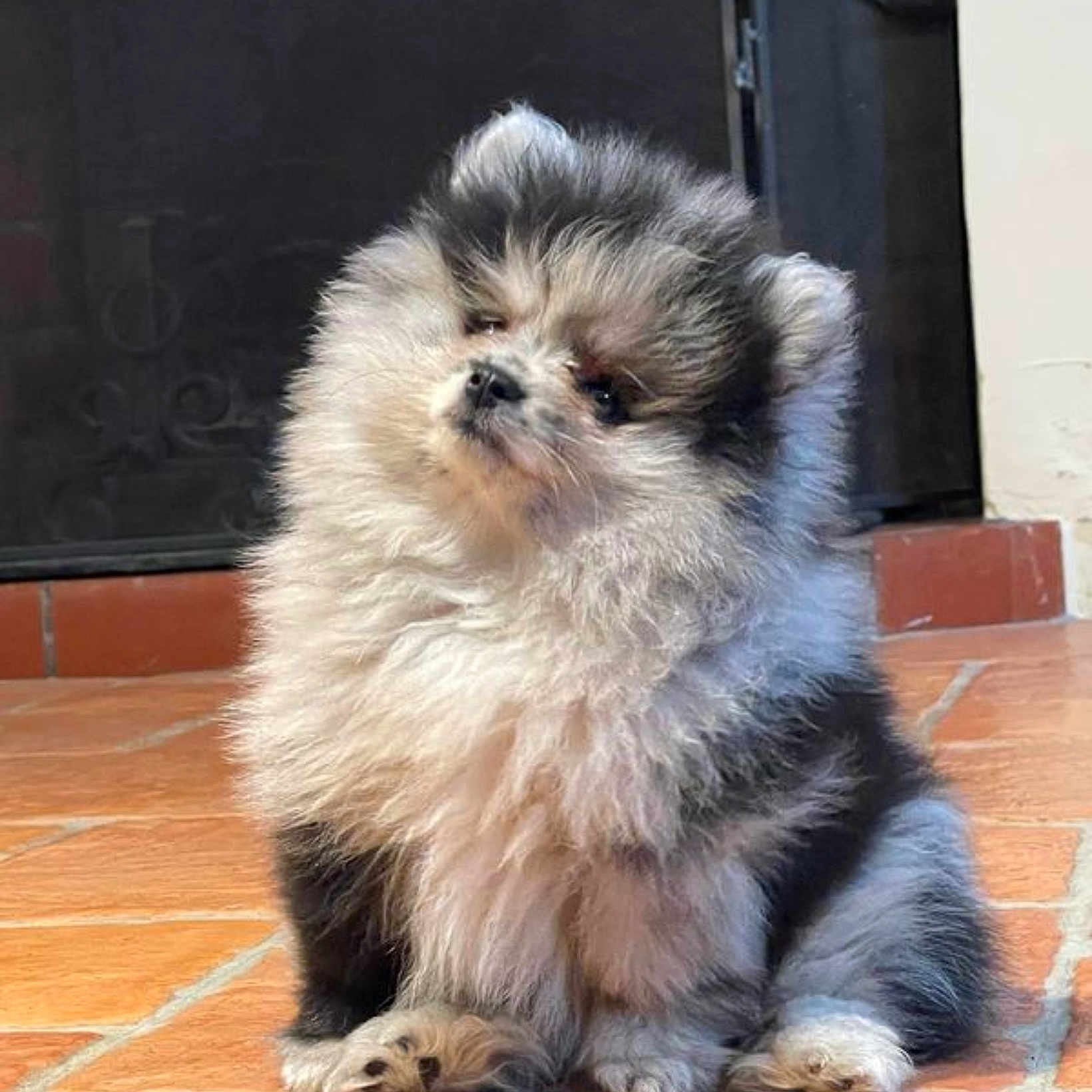 Venom a rejoint le concours — aidez-le/la à gagner de superbes lots ! adorable, animal, black_and_white, companion, curious, cute, cuteness, dog, domestic_animal, fluffy, fur, furry, indoor, pet, portrait, puppy, sitting, small_dog, tile_floor, young