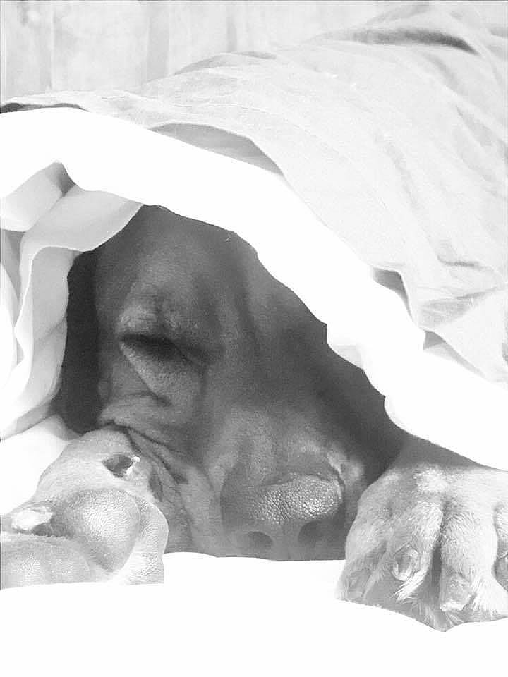 Toumaï a rejoint le concours — aidez-le/la à gagner de superbes lots ! black_and_white, boxer, canidae, carnivore, dog, dog_breed, great_dane, linens, nap, non_sporting_group, nose, photograph, photography, puppy, sleep, snout, sporting_group, vizsla, weimaraner, white